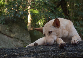 Fototapeta premium White dog lying dawn and relaxing on rock at waterfall in Thailand