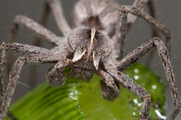 Nursery web spider (Pisaura mirabilis) male.