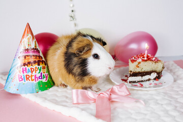 Birthday of a Guinea pig. Next to it on a saucer is a piece of cake with a candle. On the background of balloons and a cap.