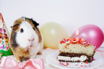 Birthday of a Guinea pig. Next to it on a saucer is a piece of cake with a candle. On the...