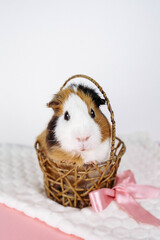 A Guinea pig is sitting in a basket. Next to it is a pink bow. The background is white.