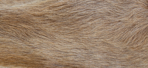 texture of natural wild brown fur background
