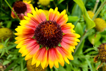 Flower - closeup of an indian blanket with copy-space.