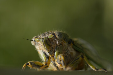 macro of a cicada