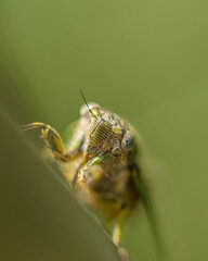 macro of a cicada