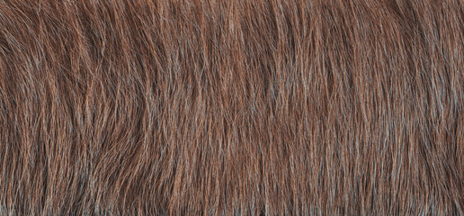 texture of natural wild brown fur background
