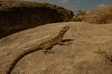 lizard basking on a stone