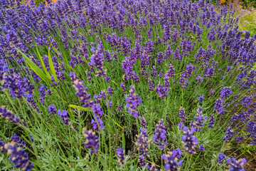 Naklejka premium Lavender flower field, fresh purple aromatic flowers for natural background. Violet lavender field.