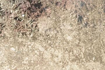 Ice flowers during blue hour in the morning
