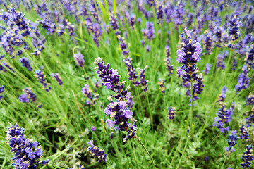 Obraz premium Lavender flower field, fresh purple aromatic flowers for natural background. Violet lavender field.