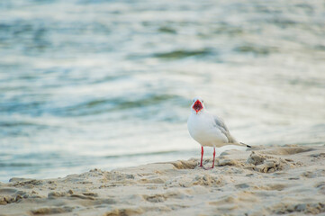 Krzycząca mewa nad brzegiem Bałtyku w Karwii.