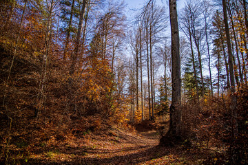 Herbstwald
