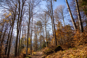 Fototapeta premium Herbstwald