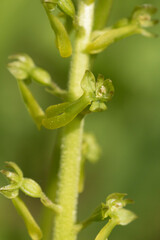 Beautiful green- flowered orchid, common twayblade (Neottia ovata) blooming in Estonian 