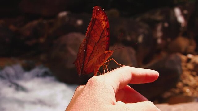 Common Yeoman Butterfly or Cirrochroa tyche mithila resting on a woman's hand showing the harmony and connection of human and nature