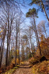 Fototapeta premium Herbstwald