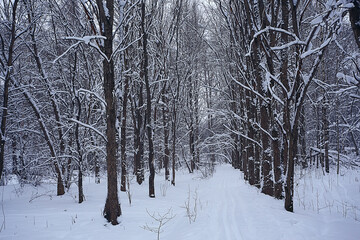 winter forest landscape covered with snow, december christmas nature white background