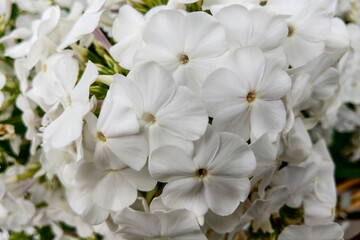 Fototapeta na wymiar Closeup of white phlox's. Beautiful flowers white phlox's.