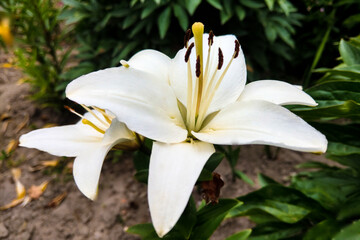 Fototapeta premium Beautiful white lily flowers on a background of green leaves outdoors. Selective focus.