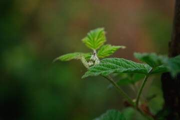 Natural background with raspberry bush after rain