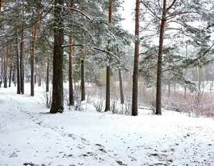 winter forest in the snow