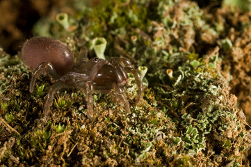 Purse web spider (Atypus affinis) portrait, Apennine mountains, Italy.