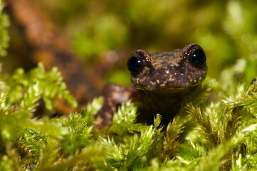 North-west italian cave salamander (Hydromantes strinatii), Liguria, Italy.