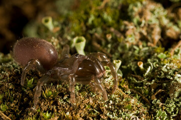 Purse web spider (Atypus affinis) portrait, Apennine mountains, Italy.