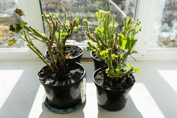 geraniums in pots on the windowsill. cut stems of geranium flower prepared for winter hibernation