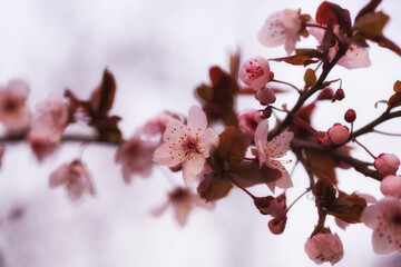 Blooming sakura twig with soft background and focus