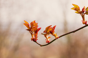 In early spring, the first leaves on the tree appear from the buds