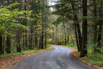 Fototapeta premium Forest Road. Asphalt tape winds between trees. Autumn forest