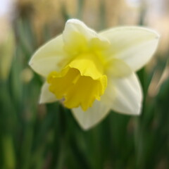 Obraz premium daffodils in the garden
