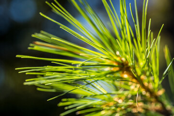 Pine Needles