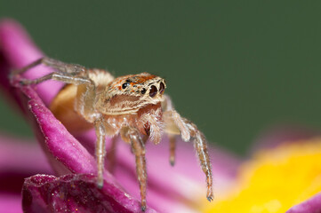 Jumping spider (Icius subinermis), Italy.