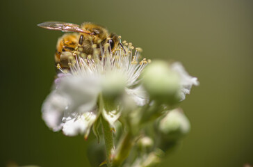 bee on a flower