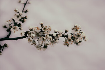 White cherry flowers on gray vintage background