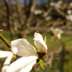 white flowers in the garden with ladybird 