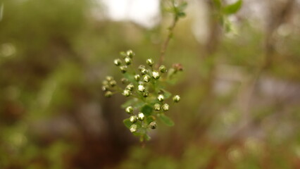 close up of a green grass