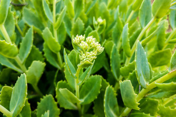 close up view of green succulent cactus home plant.