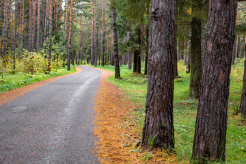 Forest Road. Asphalt tape winds between trees. Autumn forest