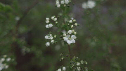 flowers in the garden
