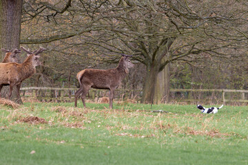 Red deer in Richmond Park, London being harassed by an aggressive dog. Owners are warned to keep...