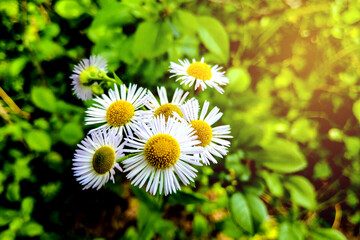 White chrysanthemum closeup with selective focus. Nature