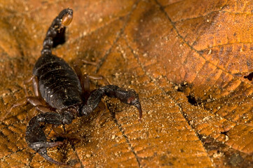 European yellow-tailed scorpion (Euscorpius flavicaudis) ona leaf, Liguria, Italy.