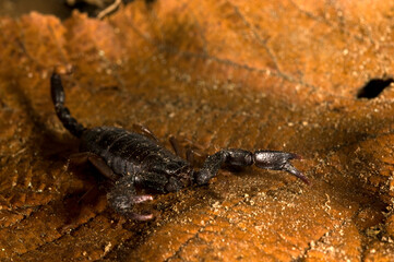 European yellow-tailed scorpion (Euscorpius flavicaudis) ona leaf, Liguria, Italy.