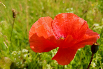 Fototapeta premium Single wild red corn poppy flower blossom.