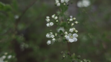 dew drops on the grass