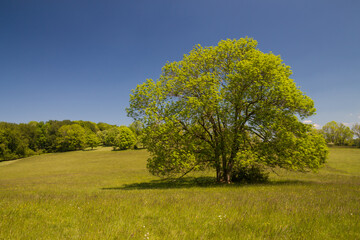 Freistehende gewöhnliche Eschen auf der Schwäbischen Alb / Solitärbaum / Fraxinus excelsior /...