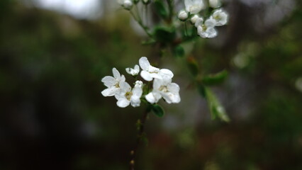 white flowers in the garden
